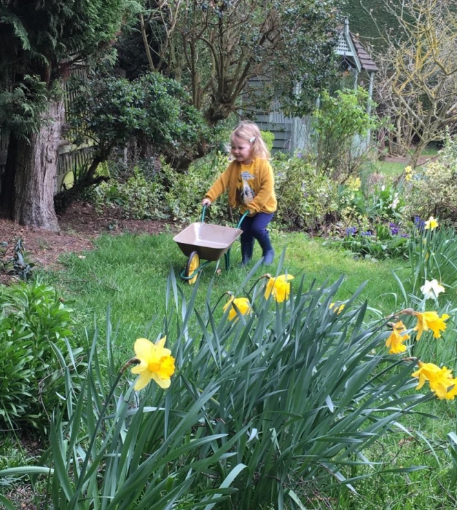 A preschooler moves a wheelbarrow through a spring garden, with daffodils in the foreground